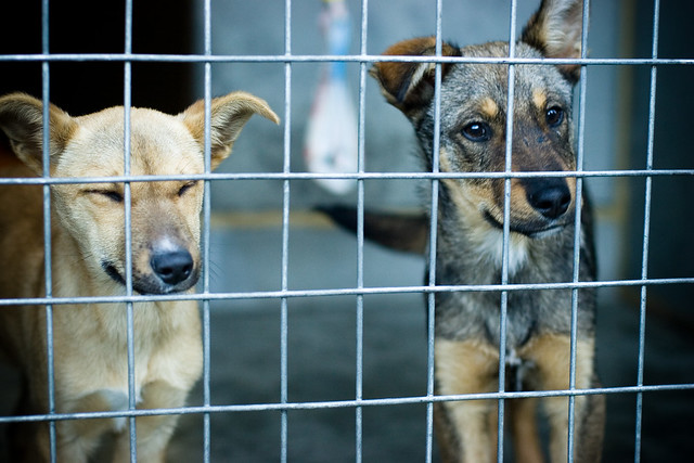 #NoSonMuebles: la campaña para reconocer animales como seres «sintientes» #NoSonMuebles: la campaña para reconocer animales como seres