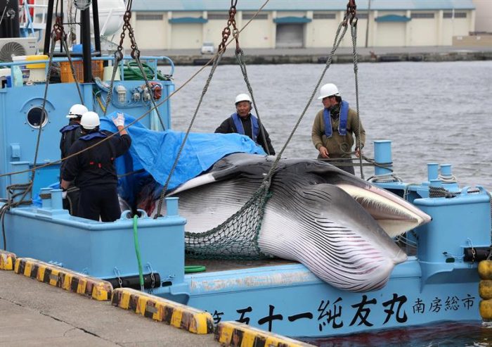 Japón reanuda su controvertida caza comercial de ballenas 31 años después Japón reanuda su controvertida caza comercial de ballenas 31 años después