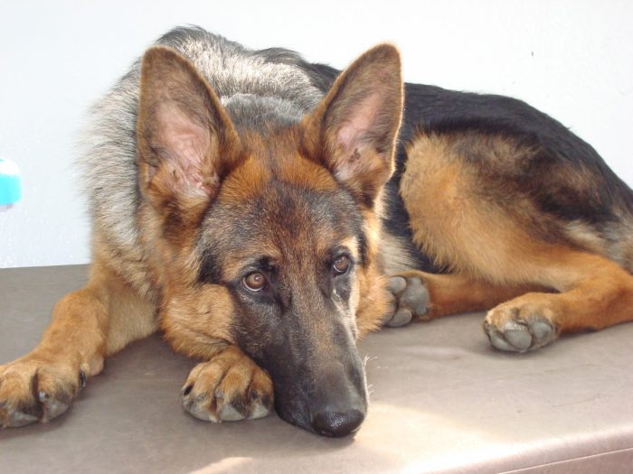 Cave Canem (Cuidado con el perro) Cave Canem (Cuidado con el perro)