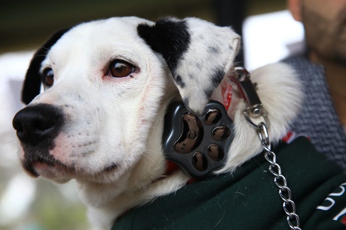 Entregan en adopción primeros perros con GPS inteligente Entregan en adopción primeros perros con GPS inteligente