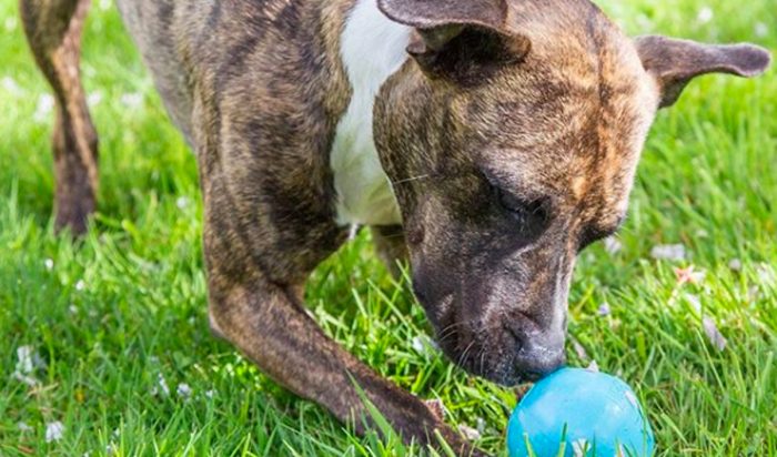 Hacer regalos a las mascotas: la creciente tendencia que se toma el Día Mundial del Perro Hacer regalos a las mascotas: la creciente tendencia que se toma el Día Mundial del Perro