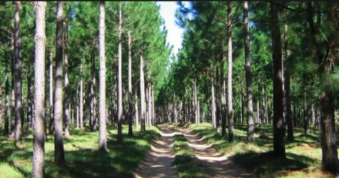Carbono, sustentabilidad forestal y realismo económico Carbono, sustentabilidad forestal y realismo económico