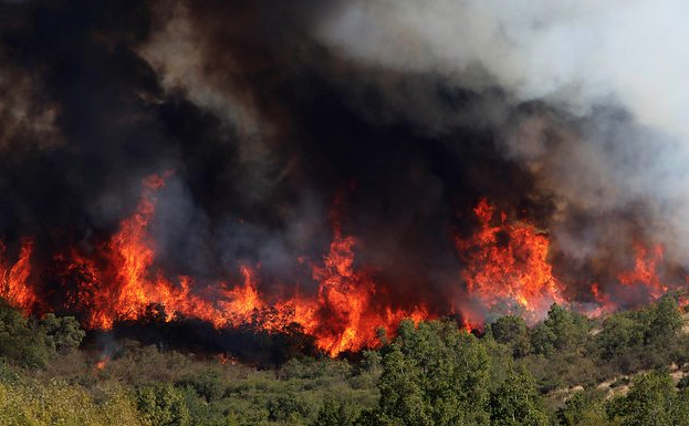 Bosques, incendios y crisis climática Bosques, incendios y crisis climática
