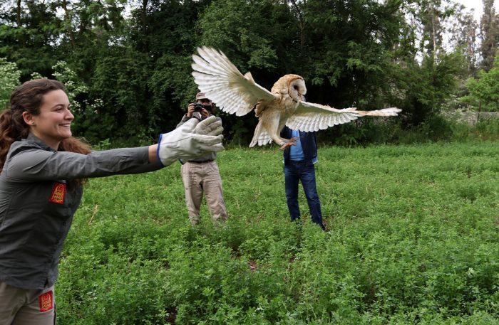 Reinsertando en la naturaleza a los animales silvestres rescatados Reinsertando en la naturaleza a los animales silvestres rescatados