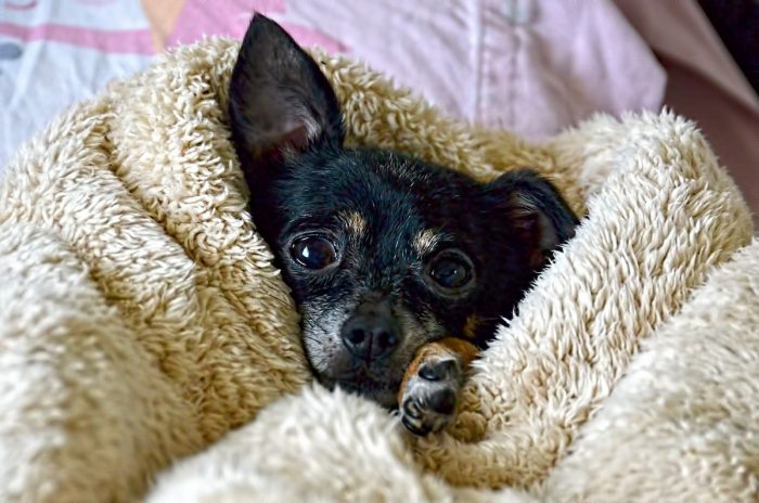 Ventas orientadas al cuidado de mascotas han aumentado en un 78% durante la pandemia Ventas orientadas al cuidado de mascotas han aumentado en un 78% durante la pandemia