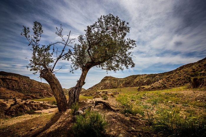 Desafíos climáticos de cara a la COP25: a propósito del anteproyecto de ley de cambio climático Desafíos climáticos de cara a la COP25: a propósito del anteproyecto de ley de cambio climático