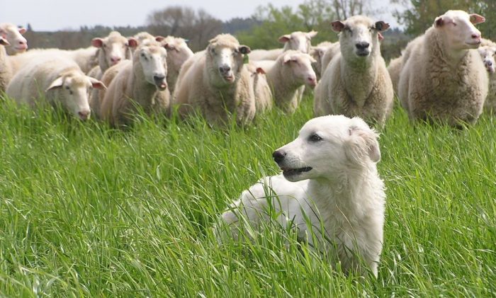 Perro que protege a ovejas en Uruguay podría llegar a Tierra del Fuego Perro que protege a ovejas en Uruguay podría llegar a Tierra del Fuego