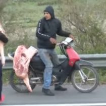 Insólito: personas recogen cerdos muertos luego de que camión que los transportaba sufriera inconvenientes