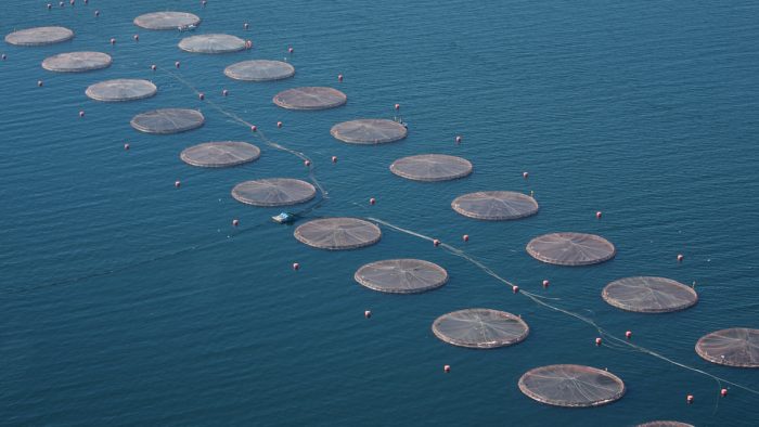 Aprueban en general proyecto que exige a salmoneras retirar sus desechos del fondo marino