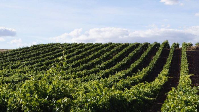 Viñas chilenas elegidas dentro de los mejores 50 viñedos del mundo