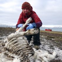 Víctimas del cambio climático: cerca 200 renos muertos fueron encontrados en el Ártico