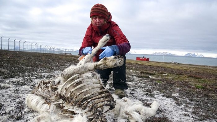 Víctimas del cambio climático: cerca 200 renos muertos fueron encontrados en el Ártico Víctimas del cambio climático: cerca 200 renos muertos fueron encontrados en el Ártico