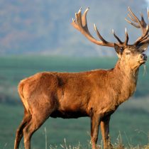 Venden su carne y cornamenta: Fiscalía investiga 21 denuncias por caza ilegal de ciervos en Villarrica