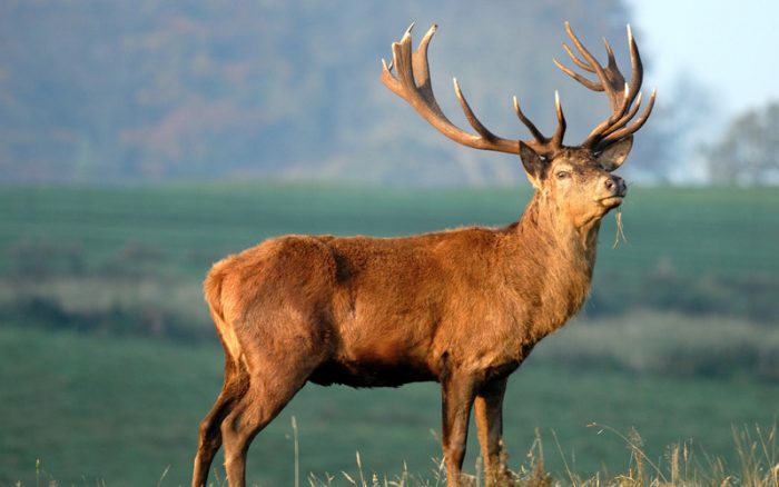 Venden su carne y cornamenta: Fiscalía investiga 21 denuncias por caza ilegal de ciervos en Villarrica Venden su carne y cornamenta: Fiscalía investiga 21 denuncias por caza ilegal de ciervos en Villarrica
