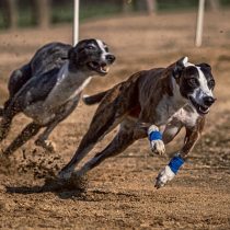 Prohibición de las carreras de perros