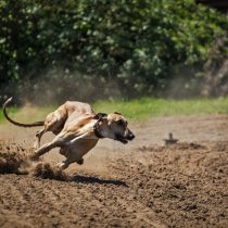 ¡No señores animalistas! Las carreras de galgos no serán prohibidas en Chile