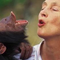 Primatóloga Jane Goodall: 