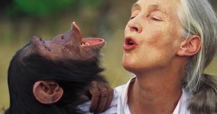 Primatóloga Jane Goodall: «El mayor problema es la codicia» Primatóloga Jane Goodall: «El mayor problema es la codicia»