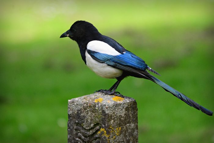 Animales no estarían adaptándose lo suficiente para lidiar con el cambio climático Animales no estarían adaptándose lo suficiente para lidiar con el cambio climático