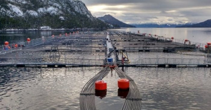 Greenpeace le saca tarjeta roja al Gobierno por su reacción ante irregularidades de Nova Austral: “El VAR a la salmonicultura está fallando” Greenpeace le saca tarjeta roja al Gobierno por su reacción ante irregularidades de Nova Austral: “El VAR a la salmonicultura está fallando”