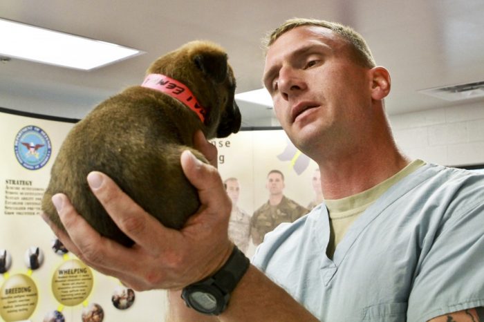 Veterinarios se querellan por ejercicio ilegal de la profesión en distintos puntos del país Veterinarios se querellan por ejercicio ilegal de la profesión en distintos puntos del país