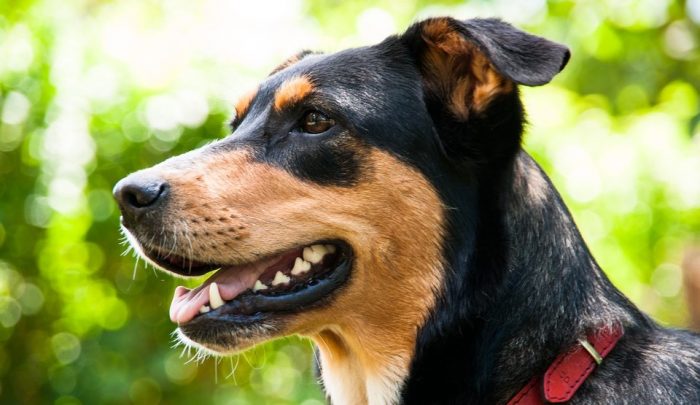 A propósito del Día Internacional del Perro A propósito del Día Internacional del Perro