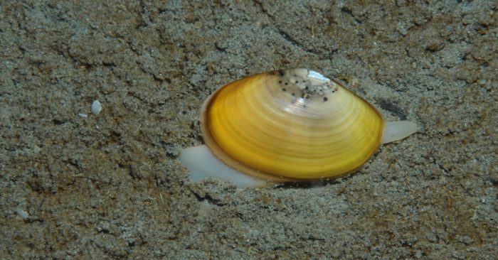 Análisis genéticos permiten hallar cinco linajes distintos de un bivalvo que se creía que era una sola especie Análisis genéticos permiten hallar cinco linajes distintos de un bivalvo que se creía que era una sola especie