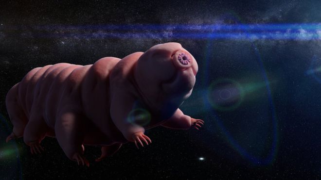 Tardígrados, los organismos con “superpoderes” que probablemente están habitando la Luna Tardígrados, los organismos con “superpoderes” que probablemente están habitando la Luna