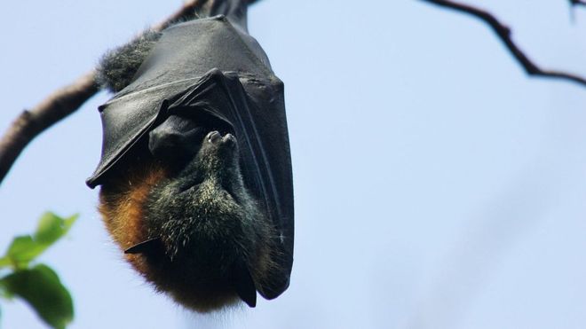 Los murciélagos y 4 lecciones sobre supervivencia que podemos aprender de estos animales Los murciélagos y 4 lecciones sobre supervivencia que podemos aprender de estos animales