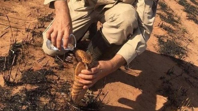 Incendios en el Amazonas: cómo los animales sufren los estragos de los enormes fuegos forestales en Sudamérica Incendios en el Amazonas: cómo los animales sufren los estragos de los enormes fuegos forestales en Sudamérica