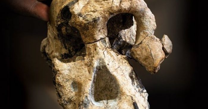 Evolución humana: el intrigante hallazgo de un cráneo que cuestiona las ideas sobre nuestros ancestros Evolución humana: el intrigante hallazgo de un cráneo que cuestiona las ideas sobre nuestros ancestros