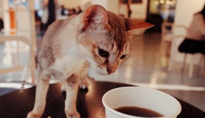 Las cafeterías chinas que ofrecen la compañía de gatos y perros Las cafeterías chinas que ofrecen la compañía de gatos y perros