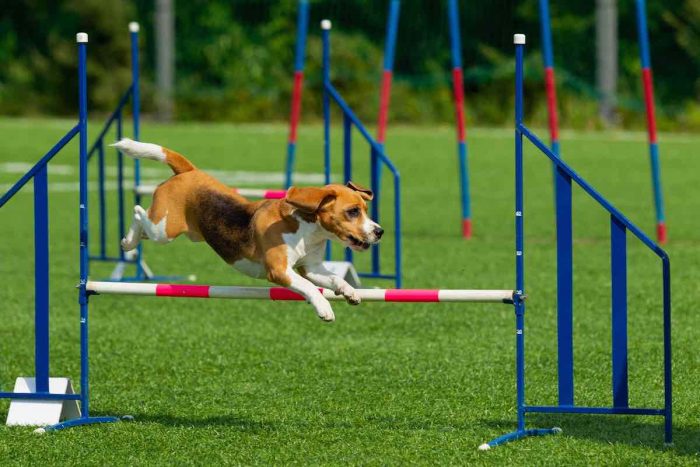 Animales exóticos y muestra de destreza canina se toman Colina en el Día del Niño Animales exóticos y muestra de destreza canina se toman Colina en el Día del Niño