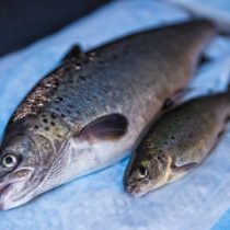 Salmones transgénicos llegan al mercado, ¿cuáles son las ventajas y desventajas?