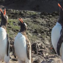 Concurso fotográfico que promueve valoración de los ecosistemas acuáticos premia al ganador con un viaje a la Antártica