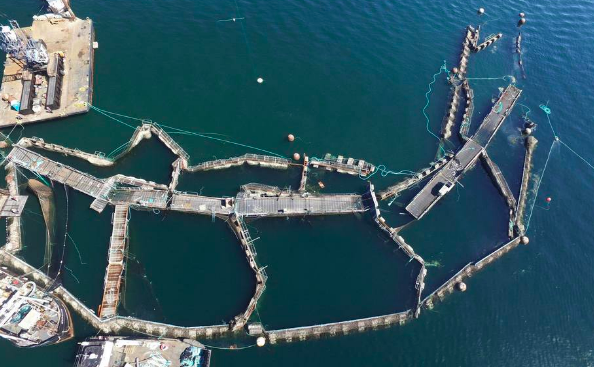 El impacto de la salmonicultura en la acidificación del mar y anoxia en La Patagonia chilena El impacto de la salmonicultura en la acidificación del mar y anoxia en La Patagonia chilena