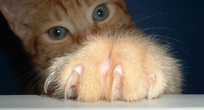 Por qué no se debe extraer las garras a los gatos Por qué no se debe extraer las garras a los gatos