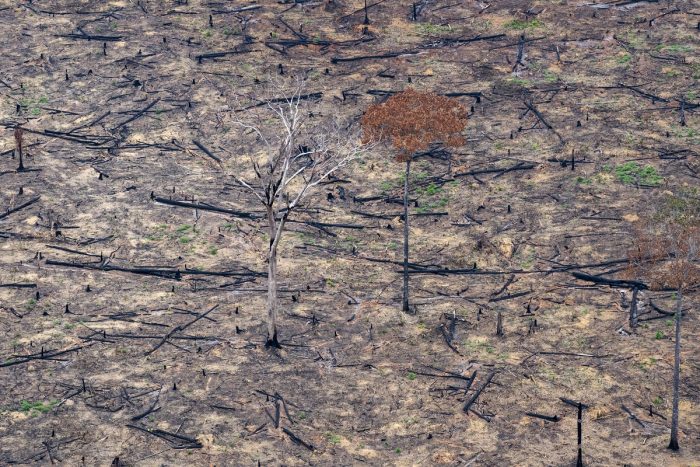 Greenpeace ante nuevo informe IPCC: “Bosques, ganadería y formas de alimentarse son claves para enfrentar el cambio climático” Greenpeace ante nuevo informe IPCC: