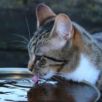 La importancia de la hidratación de los gatos