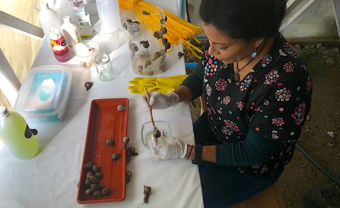 Matrimonio chileno-belga exporta caracoles desde Río Bueno a Europa Matrimonio chileno-belga exporta caracoles desde Río Bueno a Europa