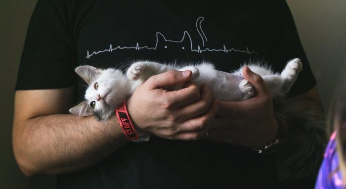 La importancia de la arena sanitaria en el cuidado de los gatos La importancia de la arena sanitaria en el cuidado de los gatos