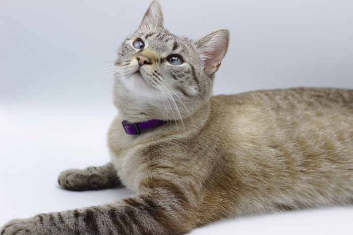 Especialista recomienda esterilizar a los gatos antes de la pubertad Especialista recomienda esterilizar a los gatos antes de la pubertad