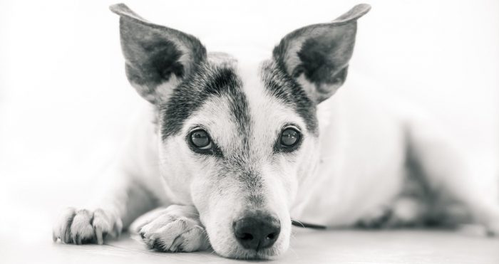 Una mala alimentación puede provocar serios problemas de salud a tu perro Una mala alimentación puede provocar serios problemas de salud a tu perro