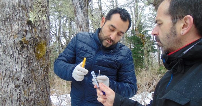 Científicos chilenos encontraron la madre de las levaduras “Lager” en los bosques nativos de la Patagonia Científicos chilenos encontraron la madre de las levaduras “Lager” en los bosques nativos de la Patagonia