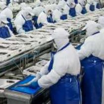 367 trabajadores son despedidos de empresa PacificBlu tras entrada en vigencia de la Ley de la Jibia