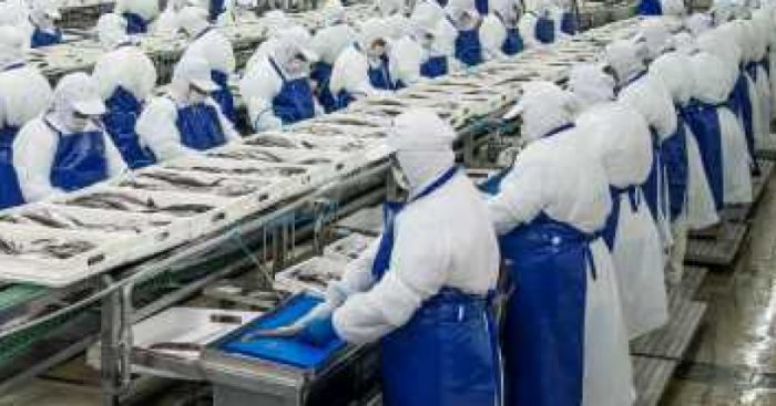 367 trabajadores son despedidos de empresa PacificBlu tras entrada en vigencia de la Ley de la Jibia 367 trabajadores son despedidos de empresa PacificBlu tras entrada en vigencia de la Ley de la Jibia