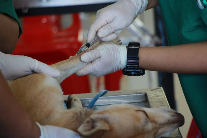 Transfusiones de sangre entre animales: el método poco conocido que podría salvar a tu mascota Transfusiones de sangre entre animales: el método poco conocido que podría salvar a tu mascota