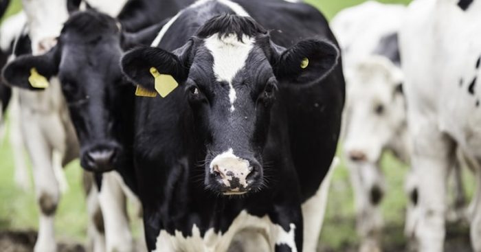 Dejar de comer carne no va a salvar el planeta Dejar de comer carne no va a salvar el planeta