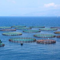 Investigación revela cómo los kawésqar han enfrentado la expansión de la salmonicultura
