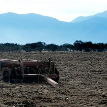 El doloroso saldo de la peor sequía en Chile: 10 mil animales han muerto entre las regiones de Coquimbo al Maule